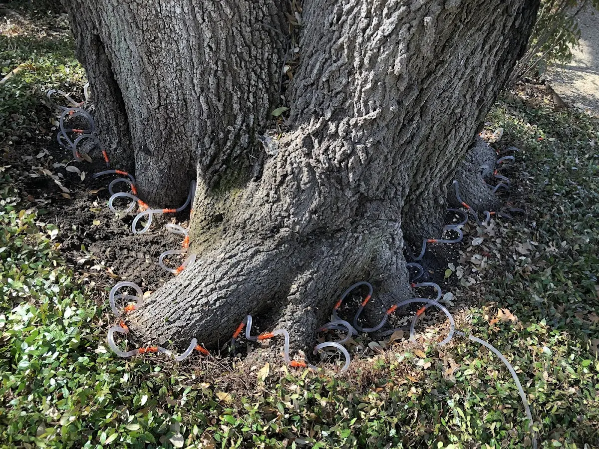 Detailed Tree Cabling and Bracing job site in New Cambria