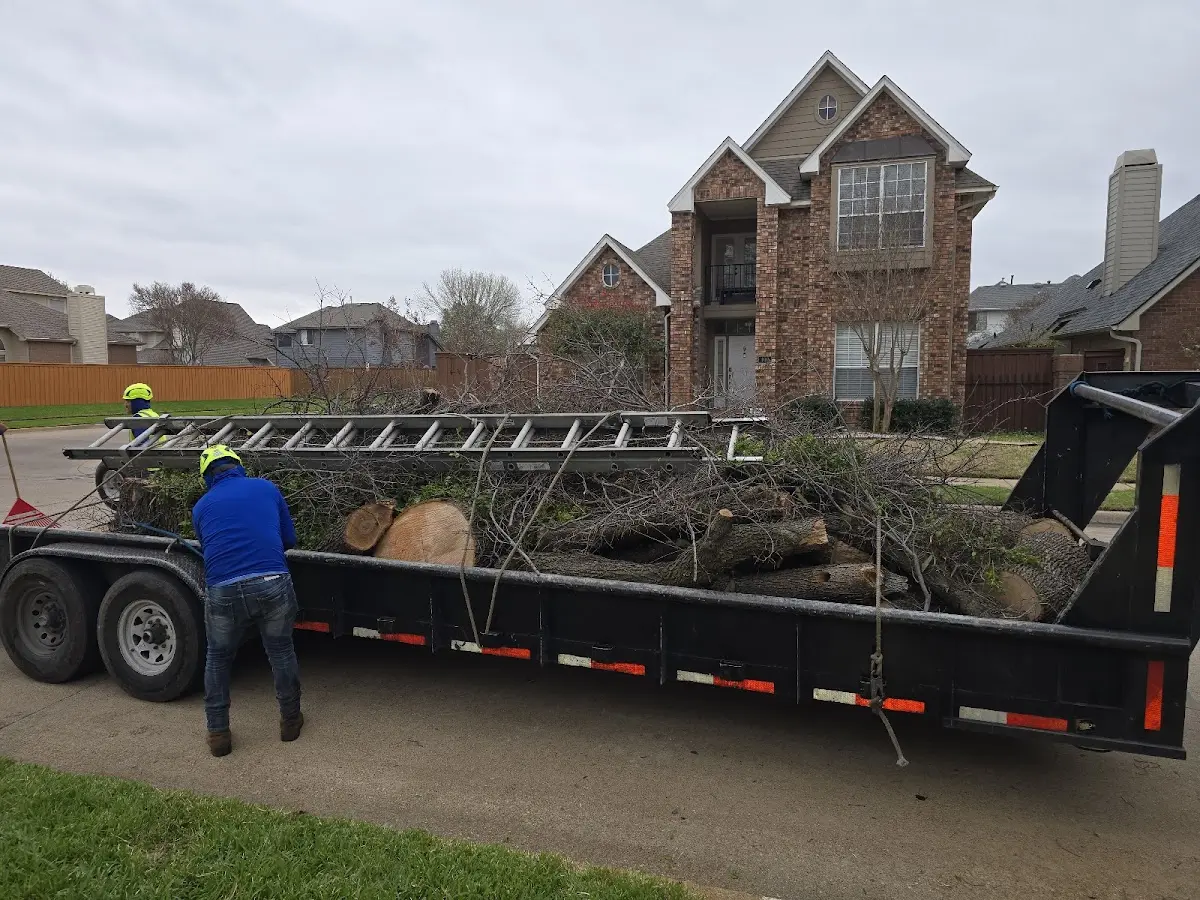 Expert Deadwooding with proper safety equipment in New Cambria